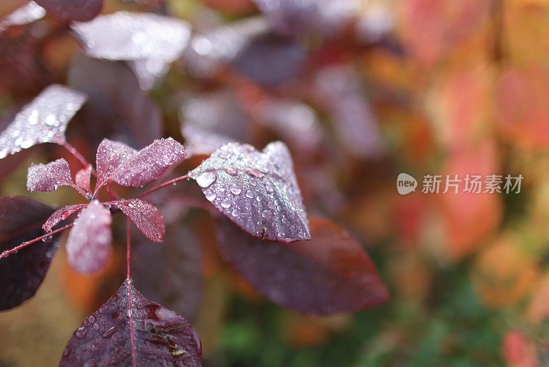 水滴/秋天的露珠/秋天紫色的叶子有浅的景深